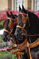Attelage de tradition Rambouillet 2014